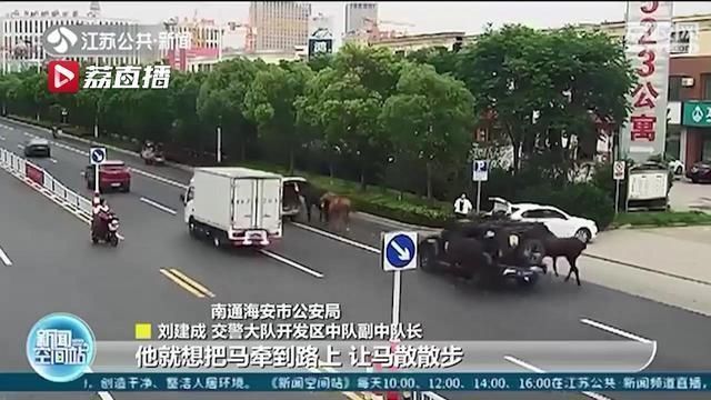  高峰期|下班高峰期马路遛马男子违反交通安全法被处罚