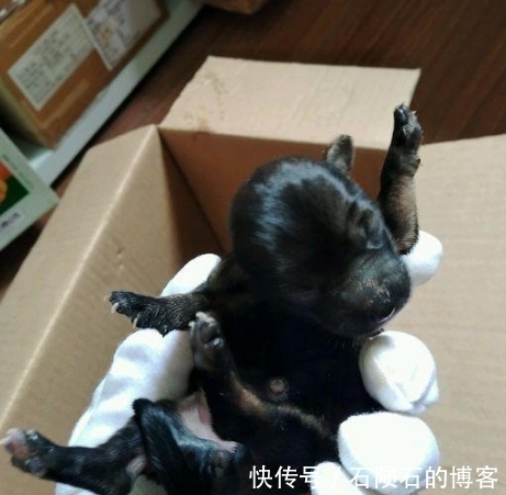 送给|一男子捡到了几只小奶狗，因没办法抚养送给了别人，结果却悲剧了