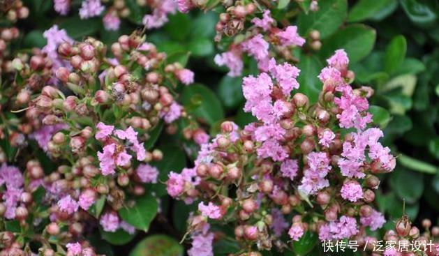 超长|花期超长的两种木本花卉,一种适合南方一种适合北方