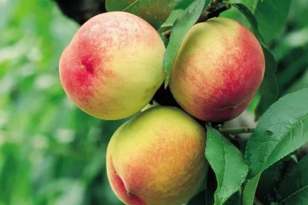 小窍门|买桃子就挑“公”的买,老果农教你4个挑选小窍门,一挑一个准!