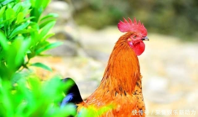  农村地区|俗语：男不三，怕属鸡，女不四，怕属羊，啥意思？准吗？