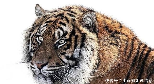  射殪二虎|中国一个家族有“打虎”传统, 光祖孙三人就杀掉200头老虎