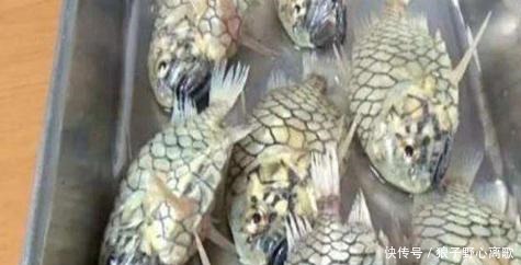 太难|这种鱼刀都拿它没办法,切不开剪不断,中国厨师一个法子就解决