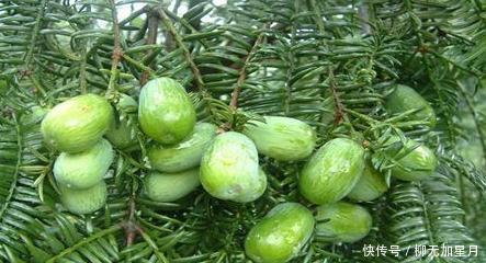 酷似|果实酷似橄榄,三年才成熟,新鲜的不值钱,干果卖400元1公斤