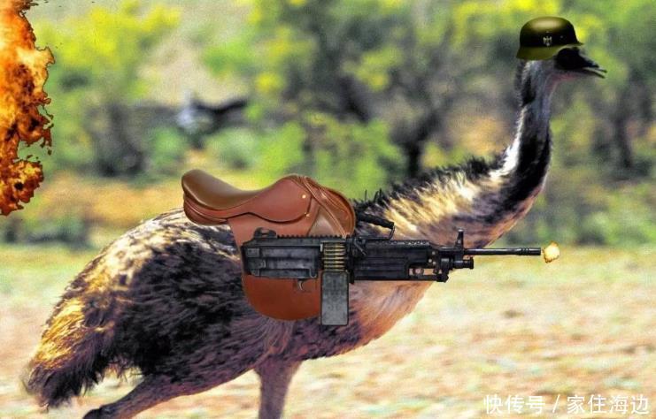 动物|世界上最奇葩的战争澳大利亚人和鸟干了一架，结果还战败了！