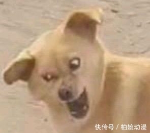 主人|主人第一次带猫坐车出去玩,它的反应哈哈哈