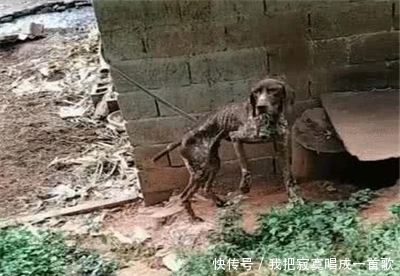 男子|男子回家途中遇到一只皮包骨的狗,村民告诉原因后,男子不淡定了