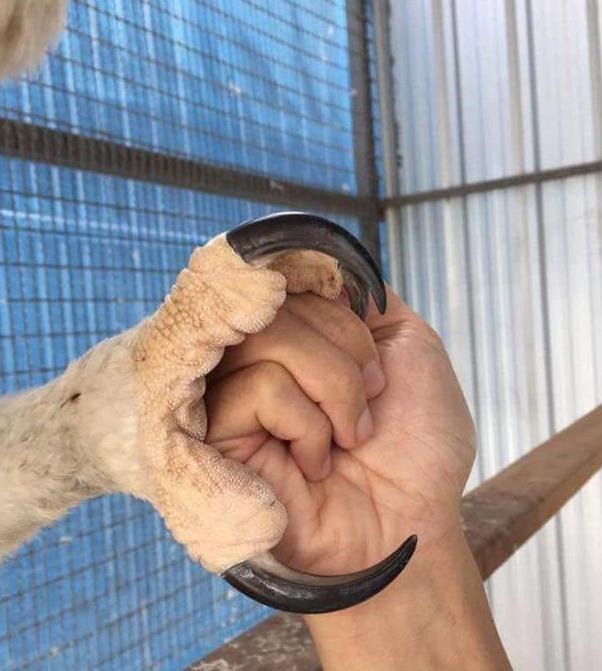  霸主|世界猛禽战力排行榜，谁才是猛禽界的天空霸主