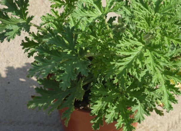 夏天|这4种植物是“蚊子克星”,随便在卧室摆一盆,夏天“不用愁”