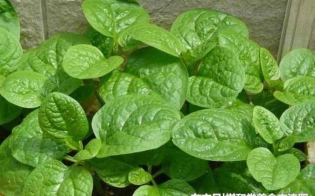  大肚腩|减肥还在节食不如多吃此几种食物，清肠刮油，助你远离大肚腩