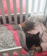 美女|搞笑GIF:糖醋鱼,红烧肉,方便面,老干妈......美女这是梦到了什么?