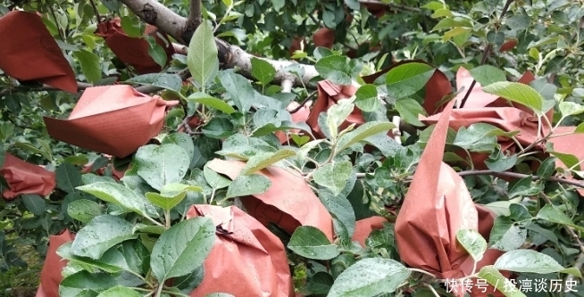 初步预计全省|全国苹果仅减产5%,或将成为今年销售季抑制梨价上涨的拦路虎!