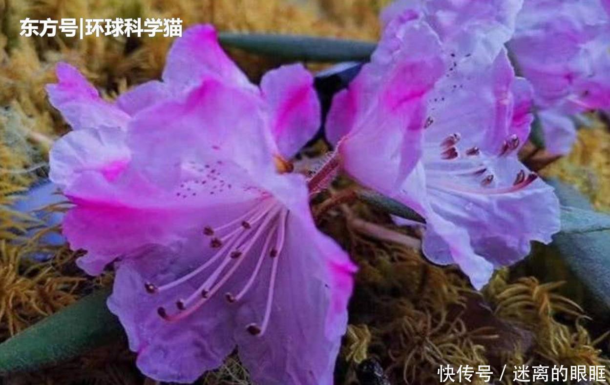 重生|朱鹮“重生”已达千余只消失近90年植物重现,是什么原因