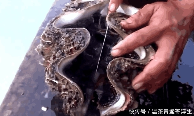 贝壳|男子出海捕鱼时收获一个大贝壳, 切开贝壳后,他笑了起来