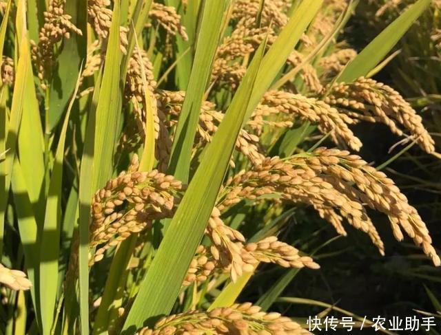  肥料湘军|水稻在两个关键时期使用磷酸二氢钾，每亩喷施100克，增产很显著