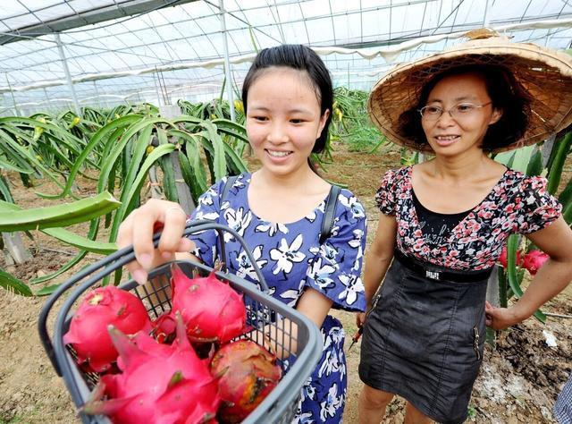 火龙果|颜华火龙果丨特别爱吃火龙果,不知道火龙果酵素的作用有哪些