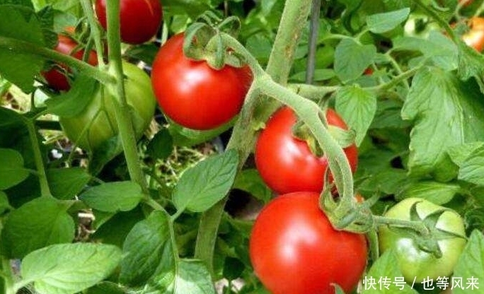 搭配|西红柿鸡蛋是“国菜”,跟“死对头”一起吃,小心慢性中毒