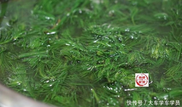  海边|海边这野菜5月最嫩，用来包包子，皮软馅儿鲜，一上桌被抢光