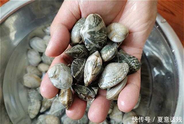 清洗|花蛤好吃难清洗?清洗时不能只加盐,多加这3样,花蛤疯狂吐沙