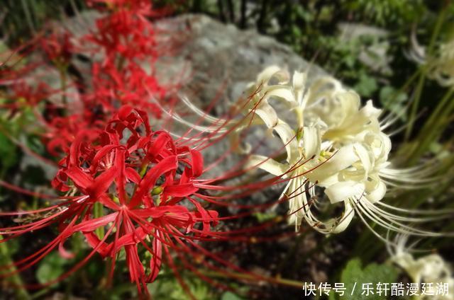  绽放|在7月下旬，桃花绽放，机缘巧合，喜遇良缘的三大星座