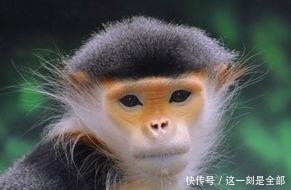 金猴|金猴人:接下100%有喜,请花一分钟接囍!千年等一回!