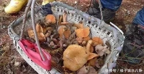  别错过|松树底下这种野味，人称“菌中王子”，蛋白质是牛奶6倍，别错过