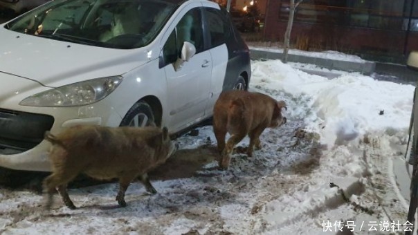 农场|三只战斗民族的小猪从农场“越狱”,只为到商店喝点威士忌暖暖身