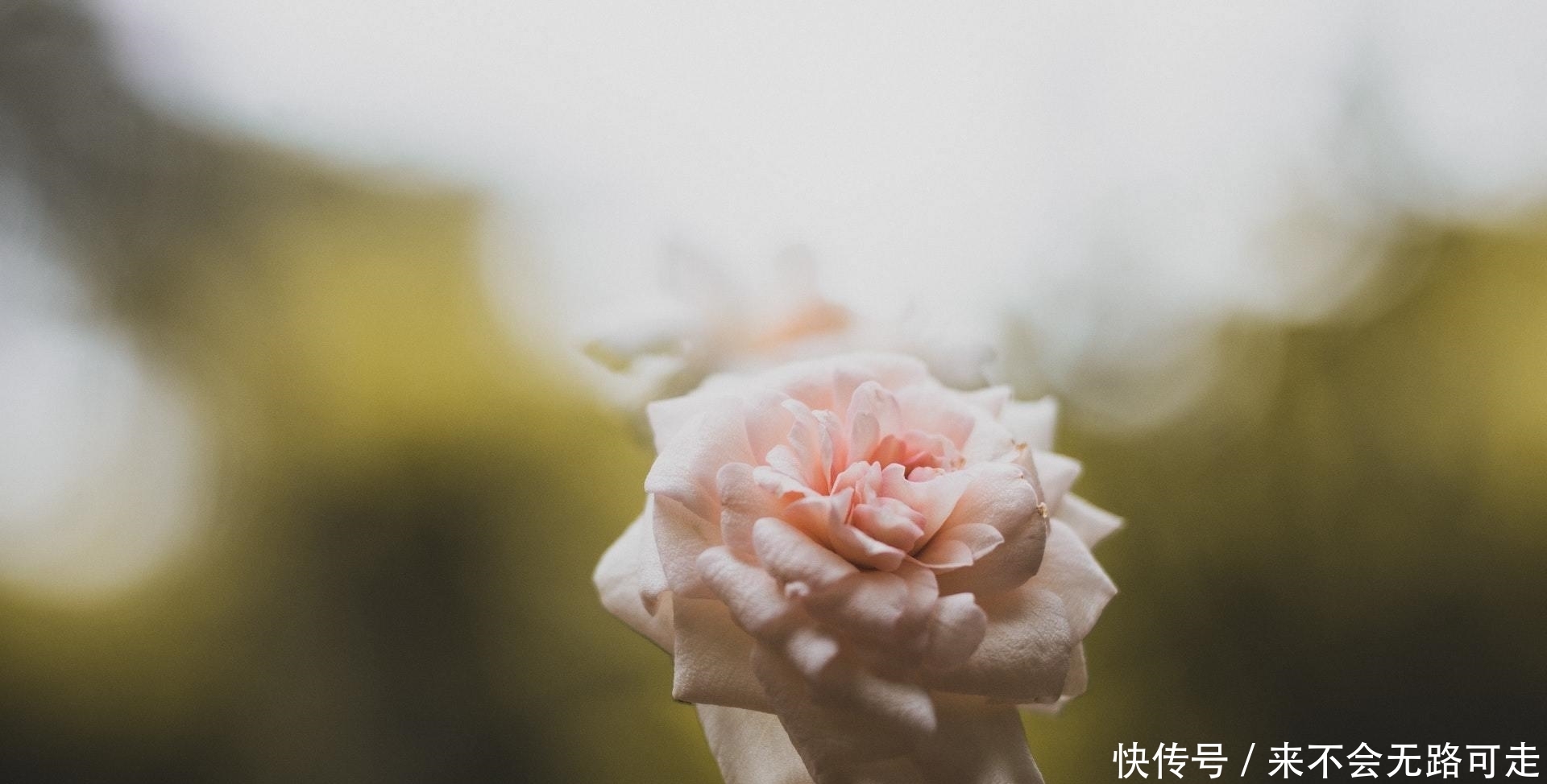 感情里|有一种深爱,叫成全