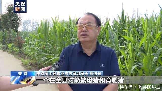 上半年|全国“菜篮子”产品供应总量充足 上半年生猪生产好于预期