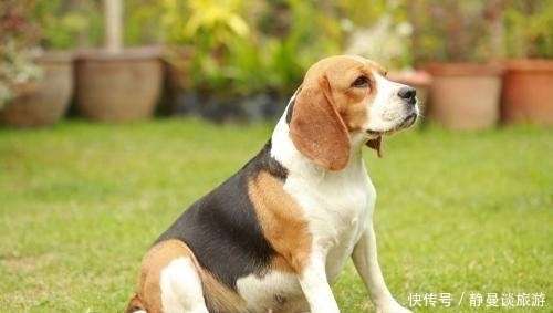 比格|关于比格犬你知道多少?怎么饲养比格犬?