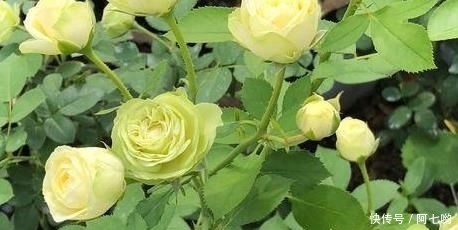 发酵|农村嫌弃的东西，城里人抢着拿它来种月季，是种植的好东西。
