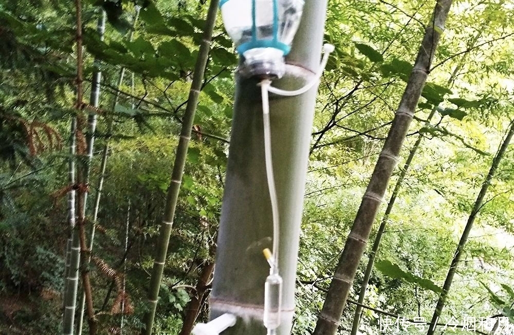 注入|白酒注入嫩竹养一年,曾火爆一时的“活竹酒”,为何销声匿迹了?