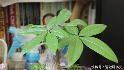 种植|发财树种植和养殖方法大全!