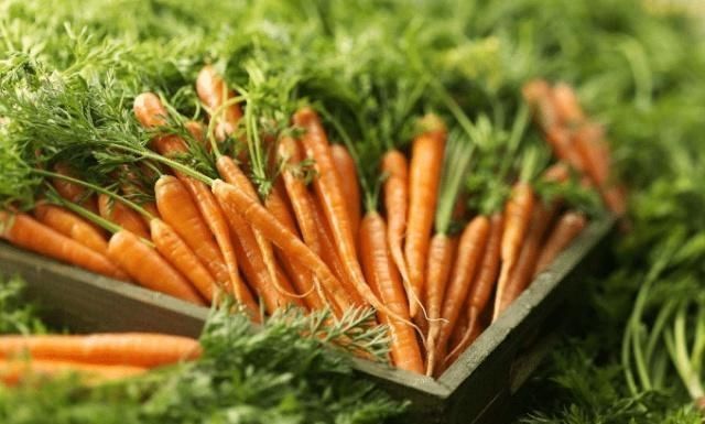 选择|喜欢吃胡萝卜,因为胡萝卜营养丰富,容易栽培