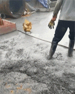 今晚|搞笑GIF:大哥:大吉大利,今晚吃鸡。