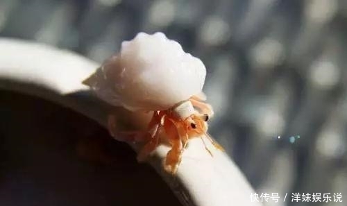 海鲜|海鲜大全, 你能认出多少