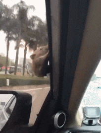 丢人|搞笑GIF趣图:我都想直接下去不表演了,太丢人了