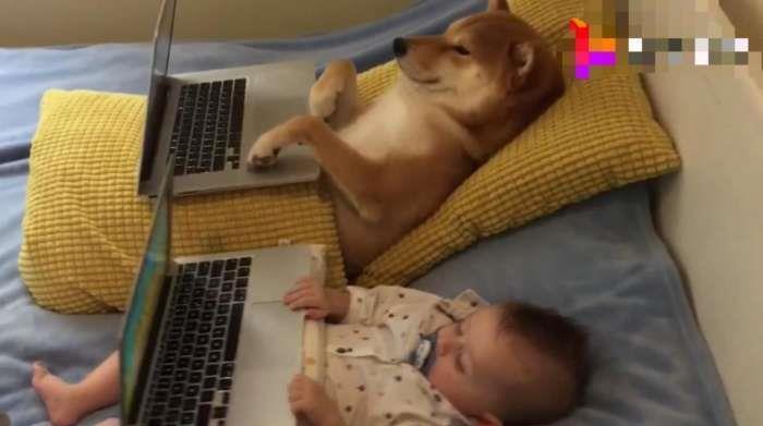 柴犬|笑出眼泪!柴犬才是宝宝的亲生父亲吧!柴柴:铲屎的,我们谈谈!