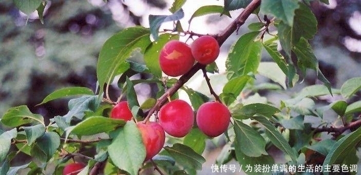 品种|适合在家院子里栽种的几种果树,一定会有你喜欢的品种