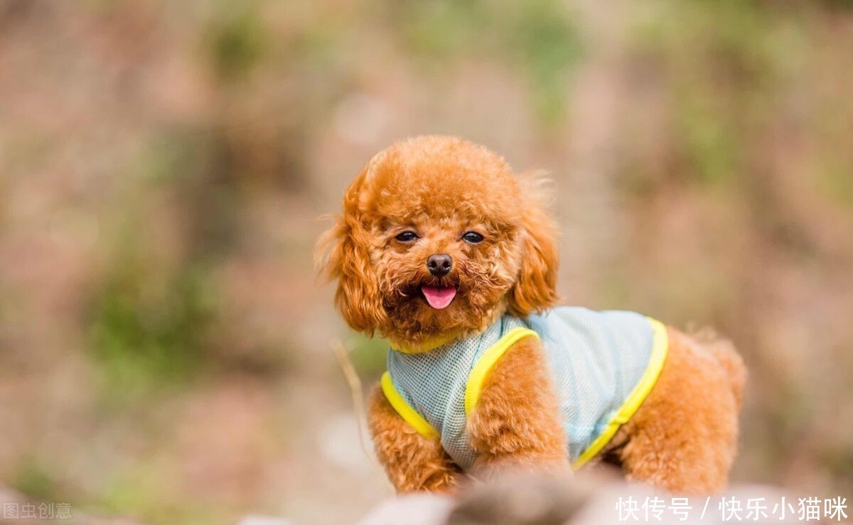 惩罚|总这样惩罚泰迪,你觉得你不会失去它吗?