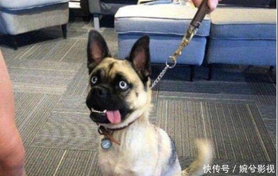 哈士奇|哈士奇的血脉到底有多恐怖？看完笑死了，原来这么好玩