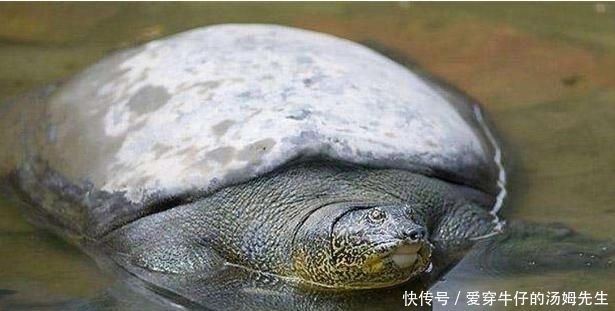 如今|世界最“孤独”的动物,如今仅剩两只,还相隔1000多公里