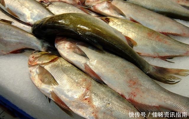 小方法|怎样保存鲜鱼直接放冰箱就错了,多加1步,随时吃都新鲜