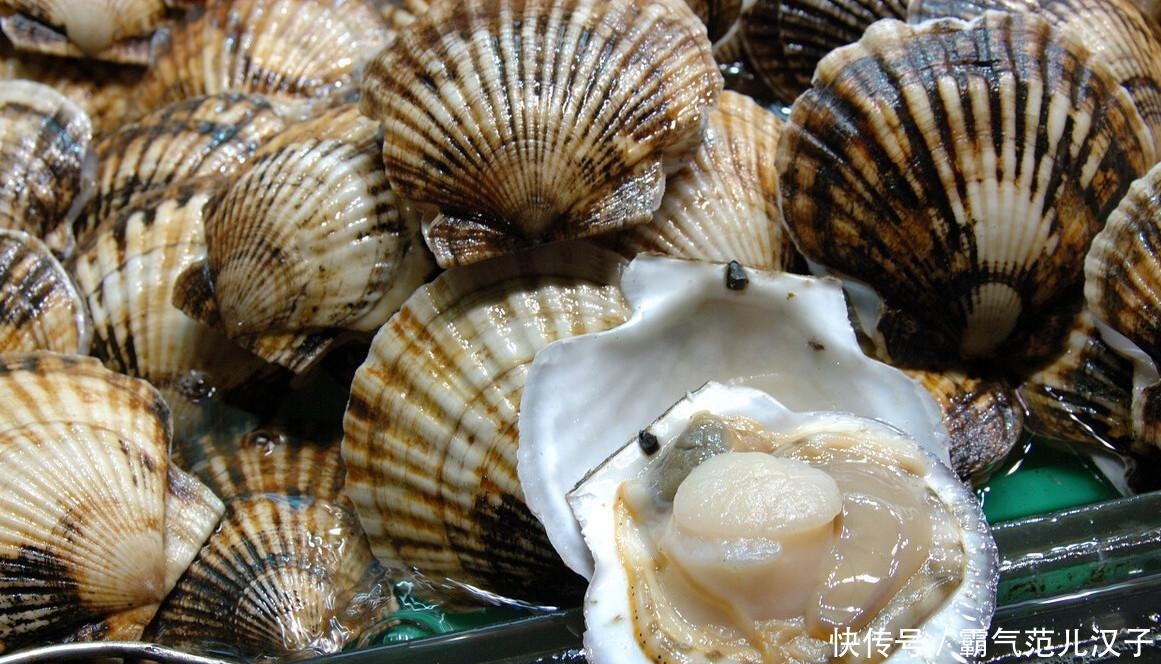 选购|8月,这5种应季海鲜别错过,教你选购技巧,保证挑的又鲜又肥美