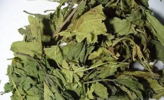 蚕宝宝们|小小桑叶,大有用途,坚持泡水喝,4大好处会让你“开心不已”