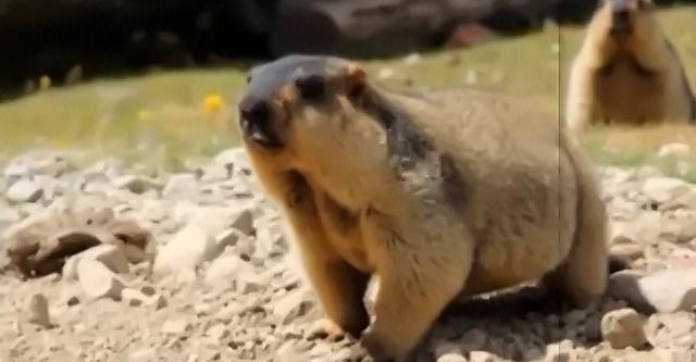 古人|古代传染病大爆发,巨大灾难来势汹汹,看古人如何消灭鼠疫