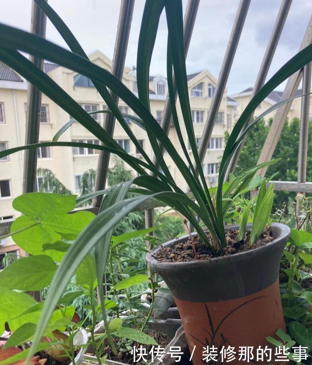 花浇水|养花也有大学问！养花容易养死，多半是没做到此几点