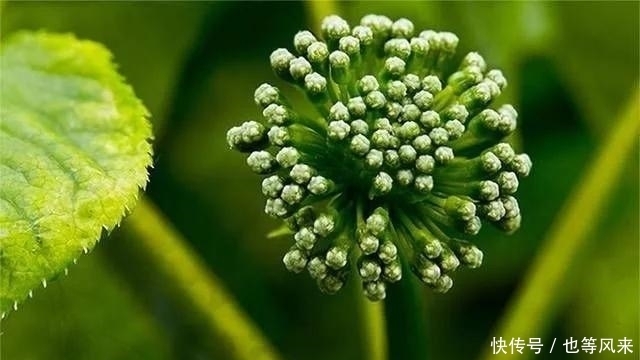  泡水|李时珍：枸杞与它是“绝配”，坚持用3物泡水喝，归还阳气