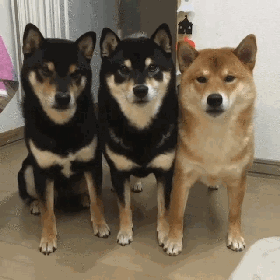 搞笑|搞笑GIF：和死神赛跑的人，这个必须要点赞！