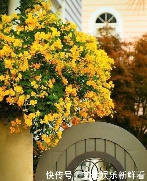 暮年|你我暮年,有个小院,足矣!